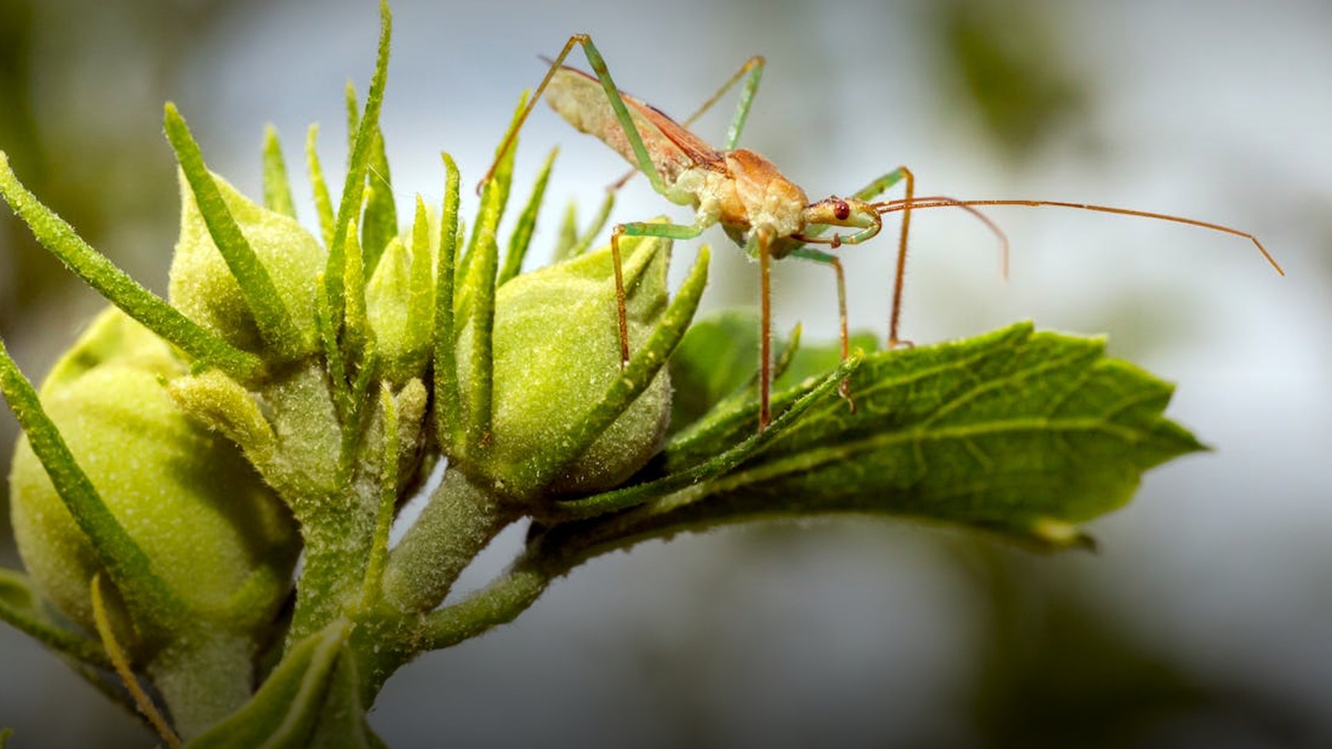 President Laurent-Desire Kabila Assassinated in Kinshasa