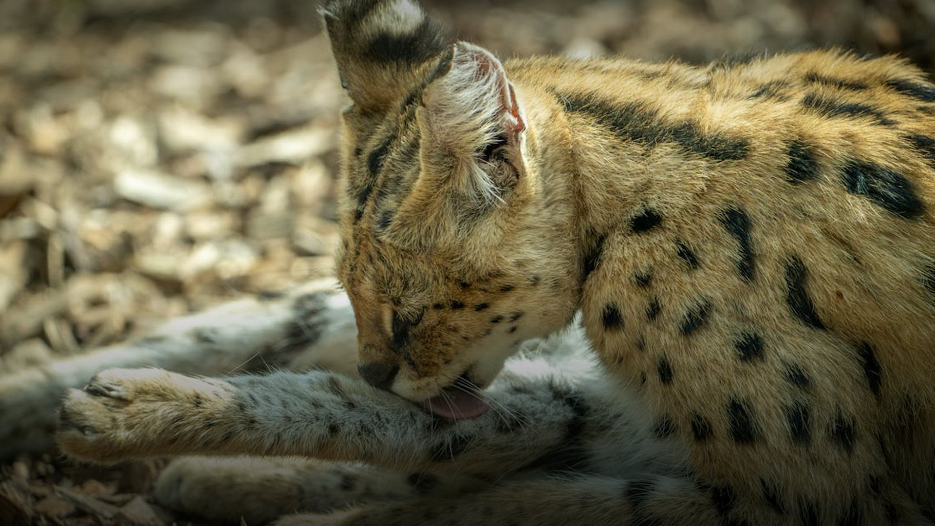 France Launches Operation Serval to Reclaim Northern Mali