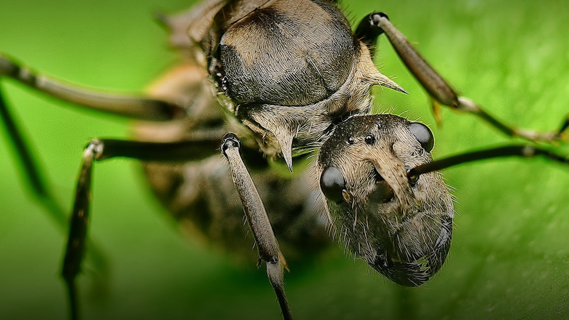 Boko Haram Expands Operations into Niger Territory